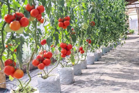 Campo de cultivo de tomate Raf en Almería