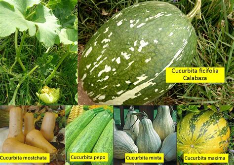 Ilustración de las diferentes especies de la familia Cucurbitaceae