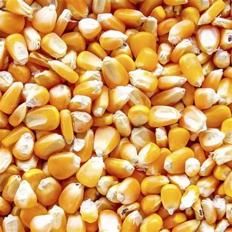 Diagrama de cómo explota un grano de maíz para convertirse en palomita