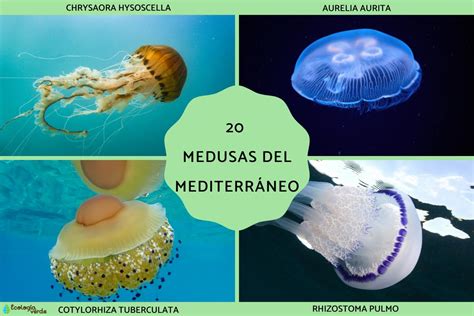 Mapa de distribución de medusas en el Mediterráneo
