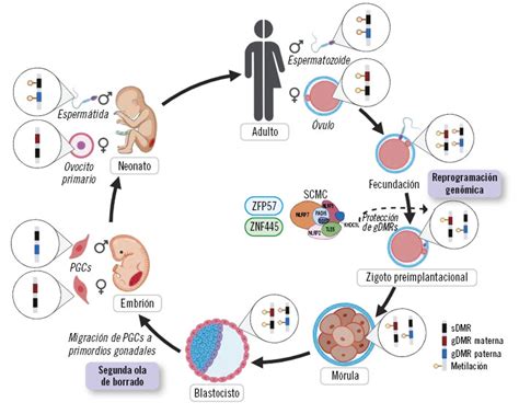 Esquema de la impronta prenatal y postnatal en cerdos
