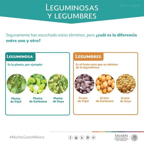Diferencia entre legumbres y leguminosas