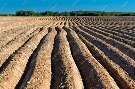Campo de trigo con un arado romano en el horizonte