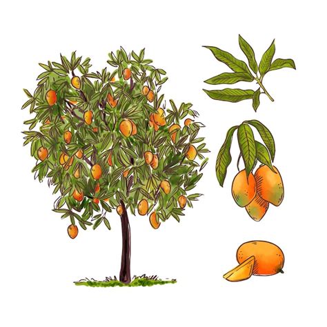 Ilustración botánica del árbol