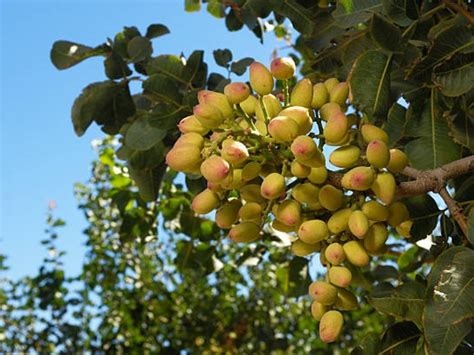 Árbol de pistacho con sus frutos