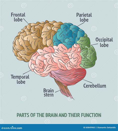 Ilustración del cerebro humano y la coliflor