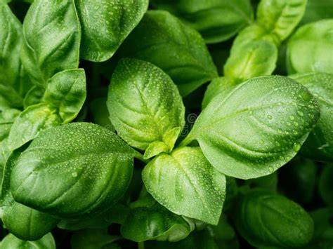 Hojas de albahaca frescas