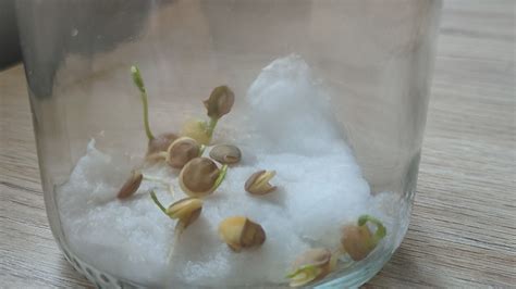 Vaso con algodón y lentejas germinando