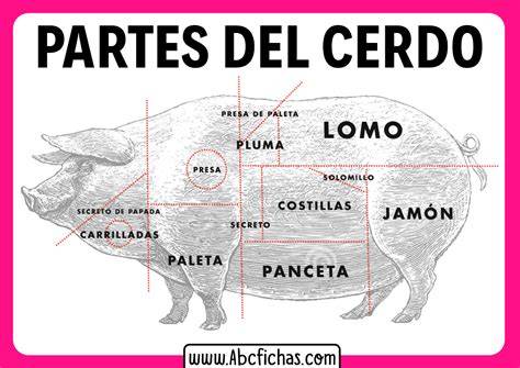 Esquema de las partes del cerdo