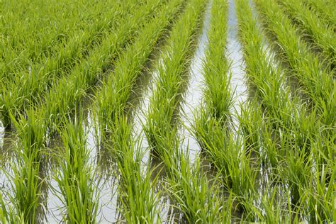 Campo de arroz