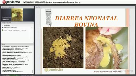 Tipos de diarrea en terneros