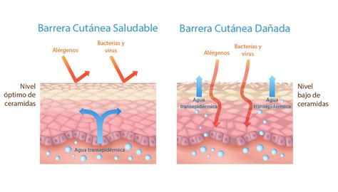 Esquema de la barrera cutánea reforzada por activos marinos