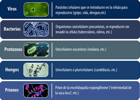 Tipos de microorganismos