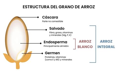 Esquema de las partes del grano de arroz