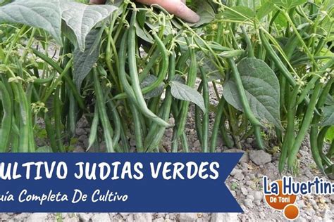 Esquema de las variedades de judías verdes (mata baja y mata alta)