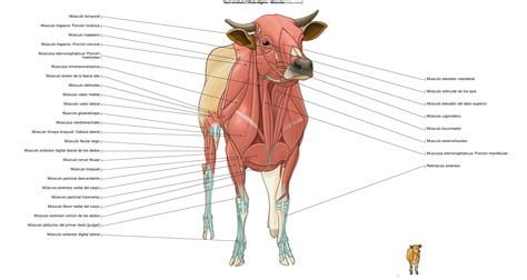 Esquema anatómico de un bovino Blonde d'Aquitaine destacando la musculatura