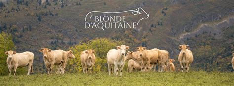 Infografía comparativa de rendimiento cárnico de Blonde d'Aquitaine frente a otras razas