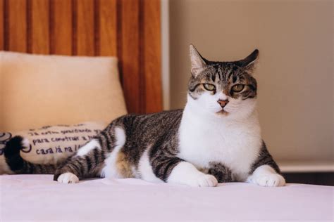 Mascota descansando cómodamente en una habitación de hotel