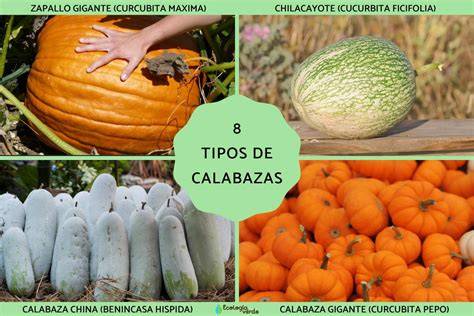 Calabazas del peregrino de diferentes formas y tamaños