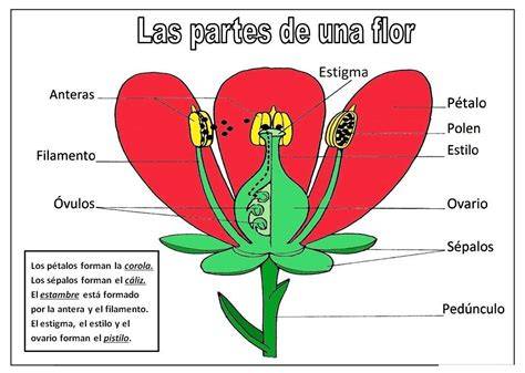 Esquema de las partes de la flor de Lagenaria siceraria
