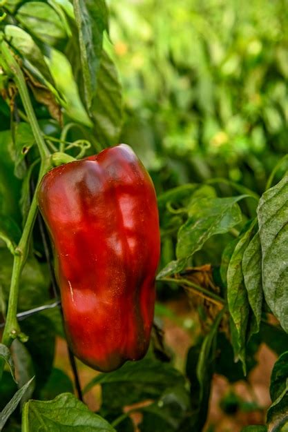 Planta de pimiento rojo maduro en el huerto