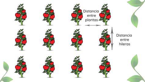Esquema de trasplante de pimiento con distancia entre plantas