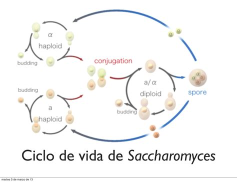 Ciclo de vida de la levadura Saccharomyces cerevisiae
