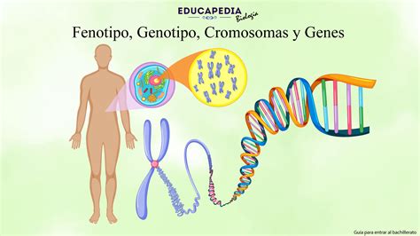 Análisis del genotipo de células de levadura recombinadas por RTG