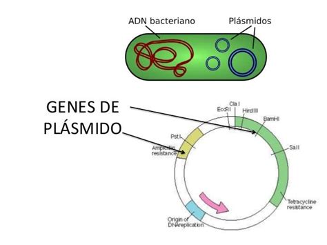 Plásmido insertado en el ADN de Buri