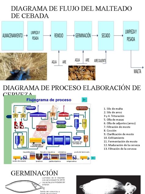 Esquema del proceso de malteado de la cebada