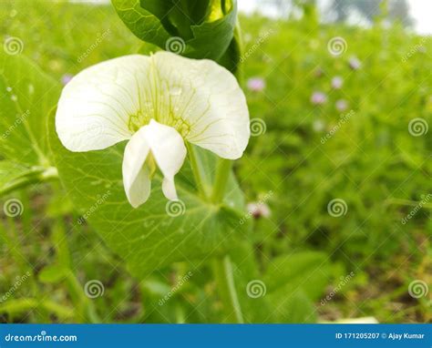 Campo de guisantes en flor