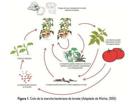 Ciclo de vida de Xanthomonas campestris pv campestris