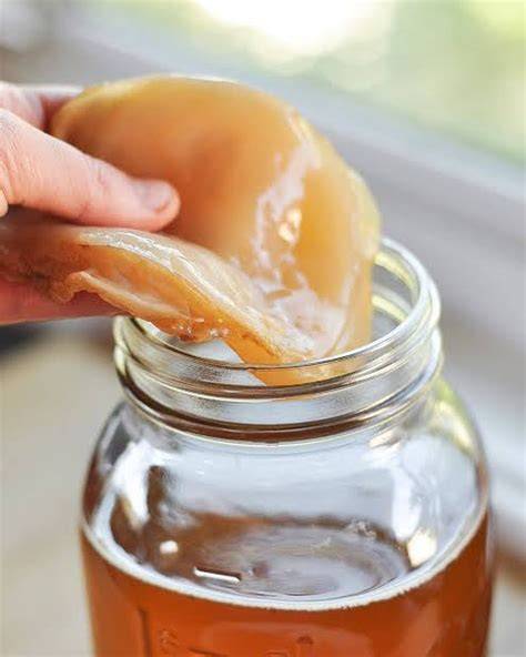 Scoby de Kombucha