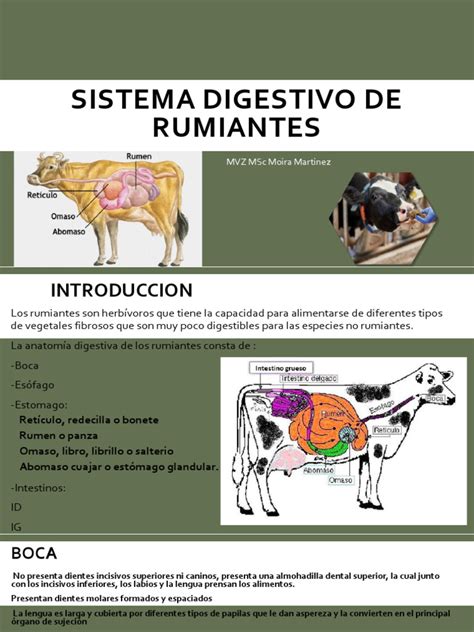 Ilustración del sistema digestivo de un rumiante