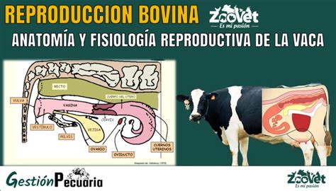 Anatomía reproductiva de la vaca