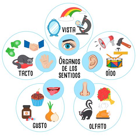 Representación de los sentidos clave en bovinos