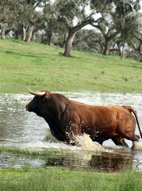Toro bravo en el campo