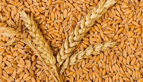 Proceso de cultivo sostenible de la espelta