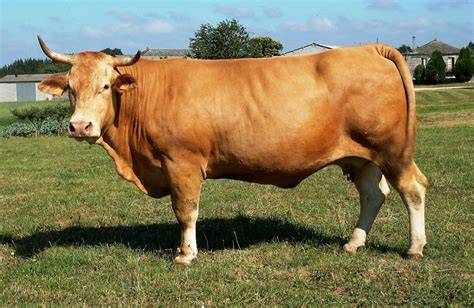 Vaca de raza Rubia Gallega en un pastizal