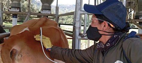 Inspector revisando terneros en una ganadería gallega