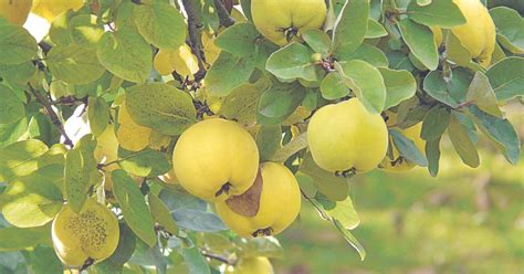 Membrillos en el árbol