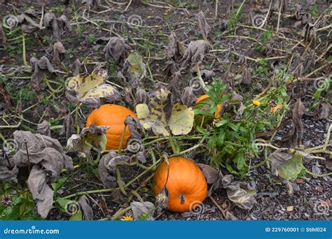 Calabazas violín maduras en la planta listas para la cosecha