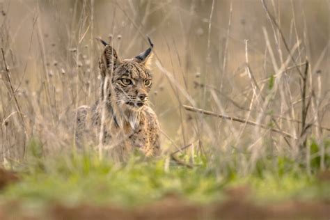 Lince ibérico en su hábitat natural