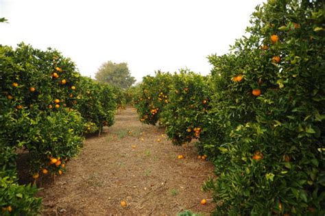 Campo de naranjos en Vinaròs