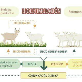 Esquema del efecto macho en cerdas jóvenes