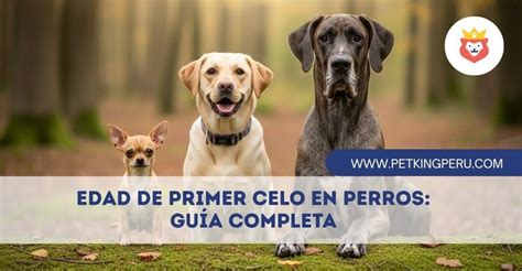 Comparación del tamaño de camada en primer y segundo celo