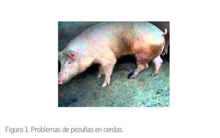 Ejemplo de lesiones en pezuñas de cerdas