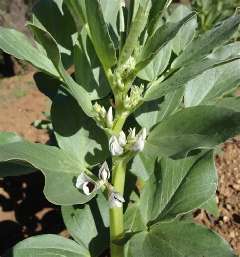 Campo de habas en flor