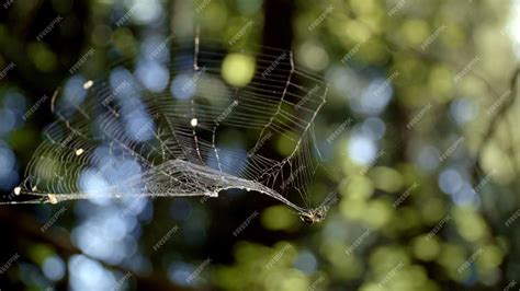 Mujer araña Asibikaashi tejiendo telaraña protectora