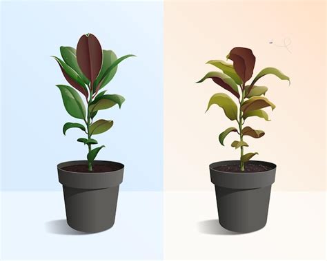 Planta sana y florecida con gotas de agua